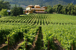 Vigneto in Val Lagarina (Foto: Daniele Lira)