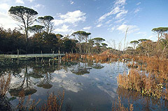 Paesaggio lacustre nella Pineta di San Vitale