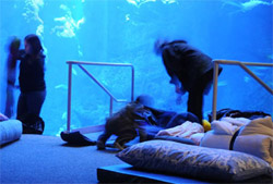 Addormentarsi tra gechi e farfalle