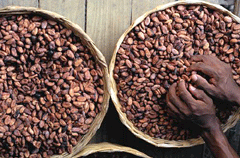 Semi di cacao (Foto: Archivio Turismo Torino)