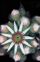 Sempervivum wulfenii (A. Falco - CEDRAP - www.parks.it)