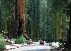 Il Sequoia National Park