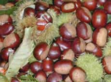 Sagra della castagna a Montecreto