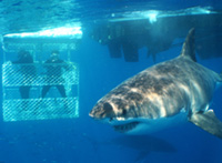 In gabbia per osservare lo squalo bianco