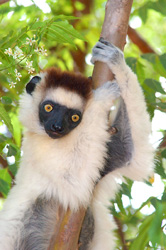 Un esemplare di sifaka