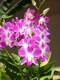 Un'oasi di orchidee nei giardini botanici