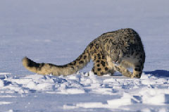 Sull'Alpe Devero per il leopardo delle nevi