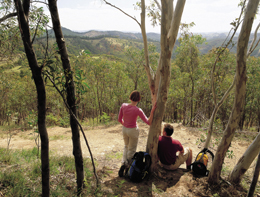 Paesaggio di pinete e boschi di eucalipto per arrivare alle Adelaide Hills (Foto: SATC)