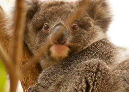 Lo sguardo attento di un koala (Foto: Lucio Rossi)