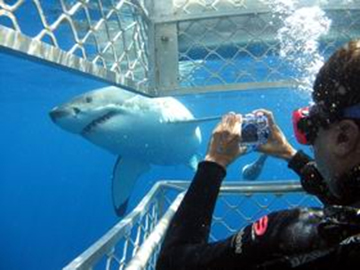 Squali e leoni marini. Viaggi avventura in Australia