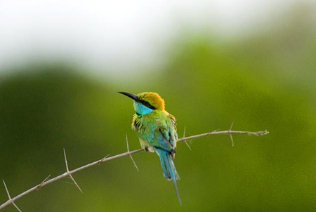 Gruccione verde piccolo (Merops orientalis)