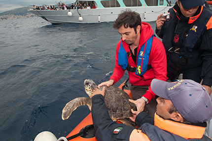 Una tartaruga Caretta caretta rilasciata in mare. Foto: Merlo