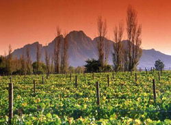 Stellenbosch, una tra le più produttive zone vinicole