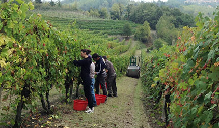 Vino e Turismo: corso di formazione in Piemonte