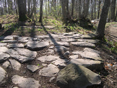 Andar per parchi e riserve naturali 8 Strada romana nel Parco dei Castelli