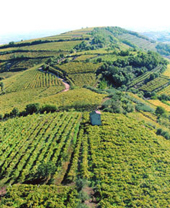 I vigneti di Soave