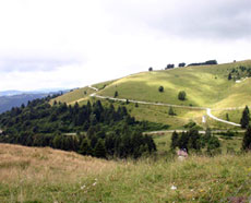 Percorso tra i pascoli