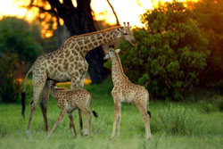 golf safari famiglia di giraffe
