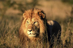 Incontro ravvicinato con un leone (© South African Tourism)