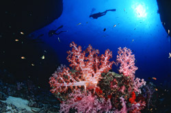 Escursione... subacquea