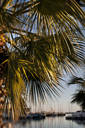 Port Frejus, il porto con le palme