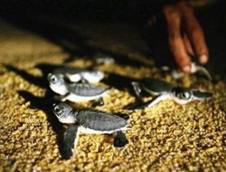 Piccole tartarughe si preparano ad entrare in mare