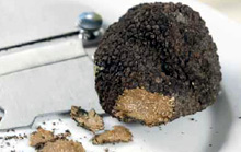 Profumo di tartufo nero a Montefiorno
