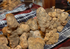 Pisa e dintorni, tra vigne e borghi antichi 2 Tartufi bianchi