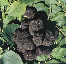Un mese al tartufo 1 Tartufo nero di Fragno