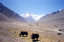 Stop ai visti turistici per il Tibet
