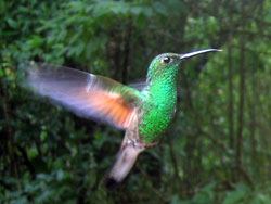 Centinaia di colorati colibrì all'Arnos Vale di Tobago