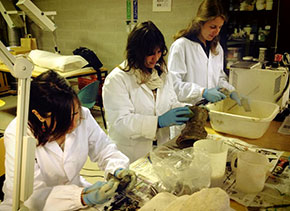 Preparazione, pulizia e lavaggio di anfore altomedievali e tardo antiche in laboratorio