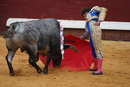 Toro e torero