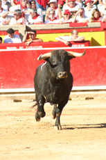 A Pamplona, una "Fiesta Peligrosa"