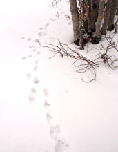 Le tracce di cinque lupi sulla neve (Foto: Majella Trekking)