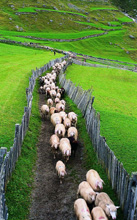 In Alta Val Venosta per la transumanza