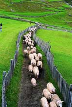 Sul Passo Resia per la transumanza