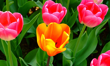 Sbocciano premi e tulipani