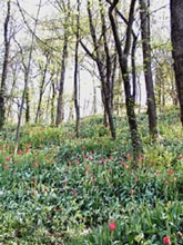 Il parco del Castello Sabaudo di Govone