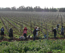 Raccoglitori di uva tra i filari di una vigna locale
