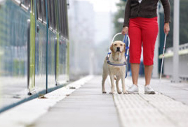 Un cane guida al lavoro in stazione