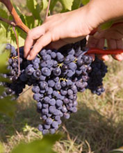 Cantina Castello di Corbara, vendemmia. Foto: Movimento Turismo del vino