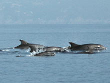 Un gruppo di Tursiopi davanti a Portofino