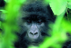 Un cucciolo di Gorilla in Ruanda
