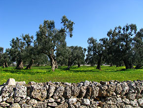 Ulivi e olive