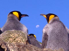 Pinguini sull'isola Martillo, Ushuaia