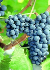 Uva Sagrantino