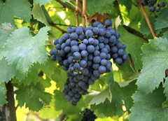 Vicende mica tanto allegre del Turismo italico 2 Vicende mica tanto allegre del Turismo italico