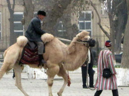 Uzbekistan In groppa a un cammello per le vie di Bukhara