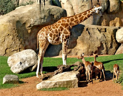 Giraffe nel parco zoologico